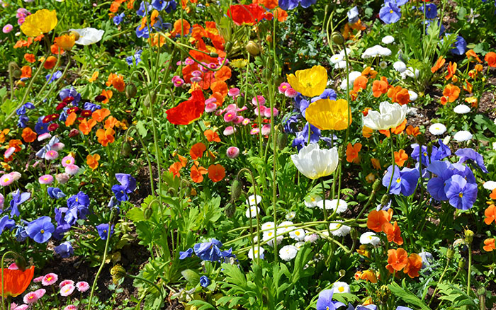 Make Your Backyard Wild Flower Garden - Gardepot