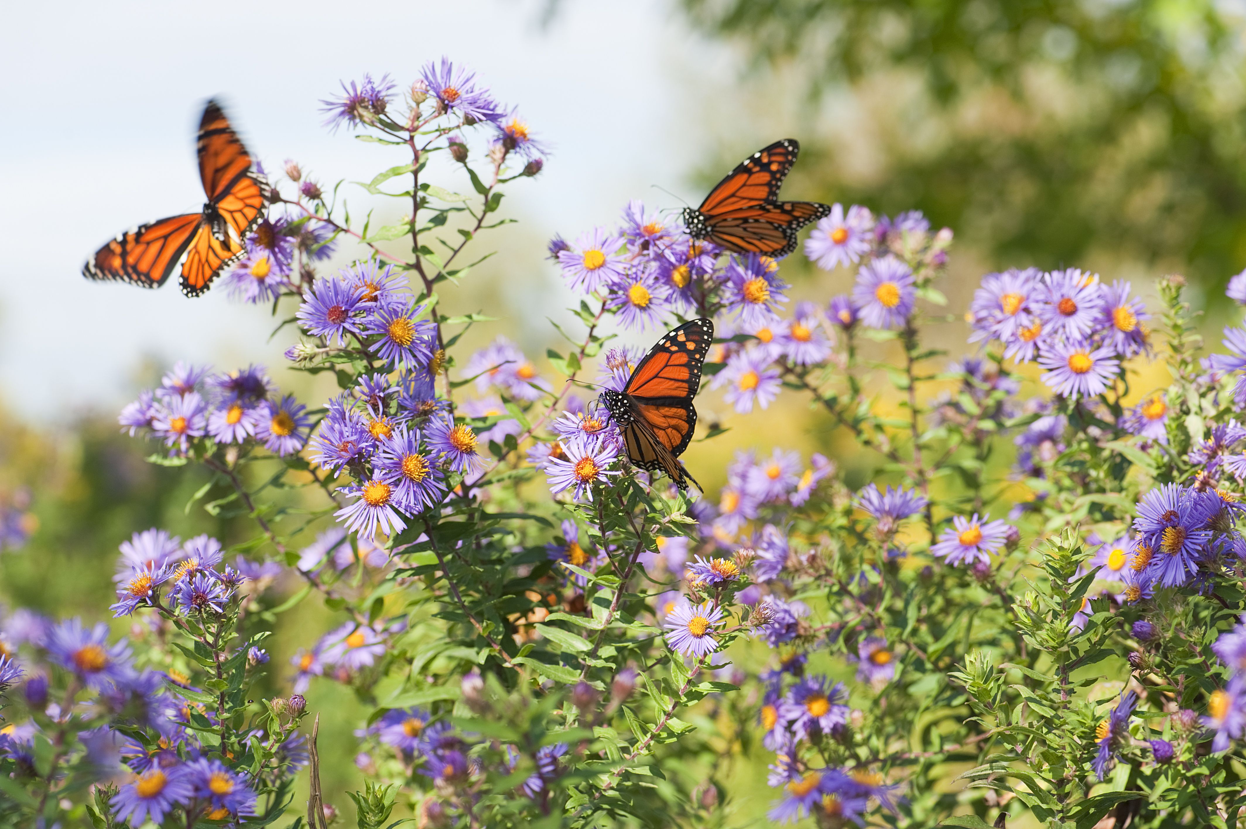 Make Your Backyard Wild Flower Garden - Gardepot